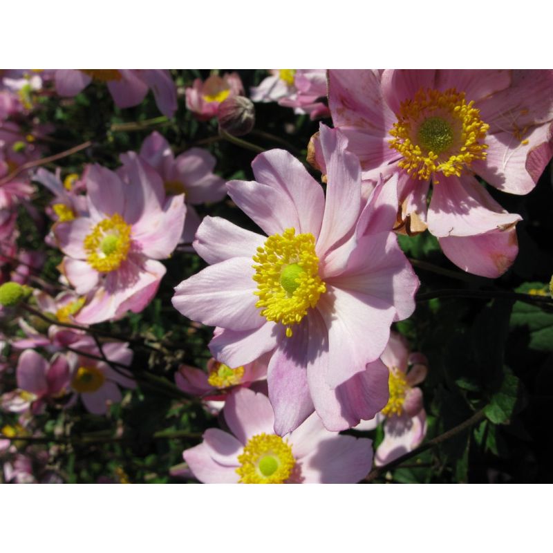 Anemone hupehensis 'September Charm'