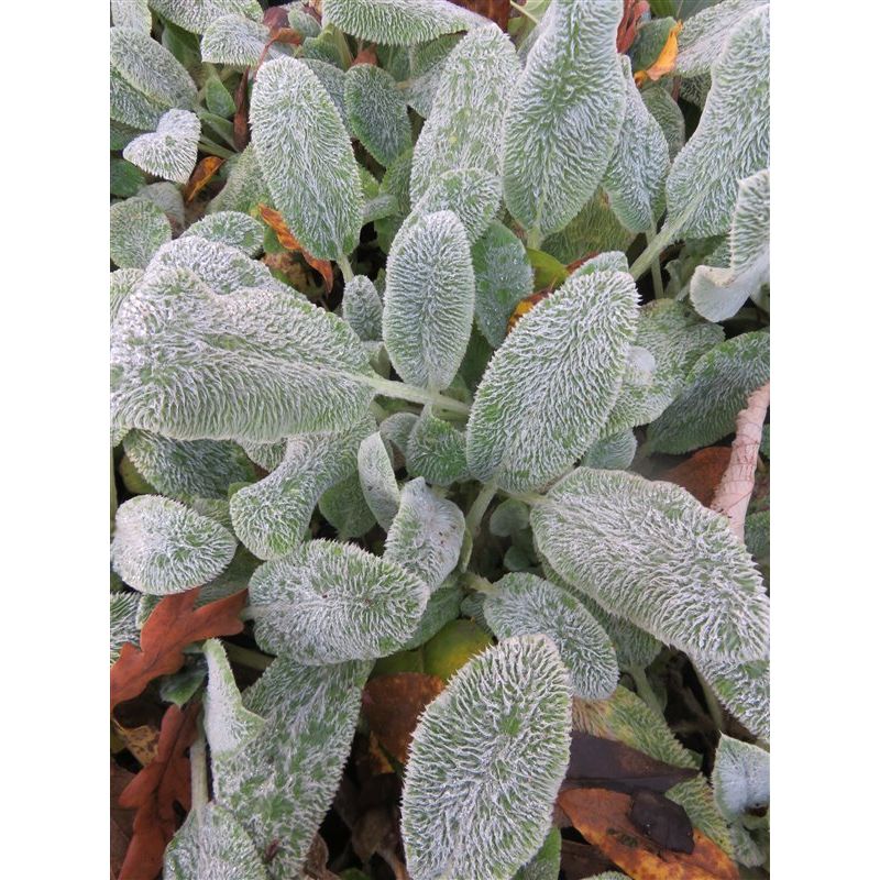 Stachys byzantina Silver Carpet