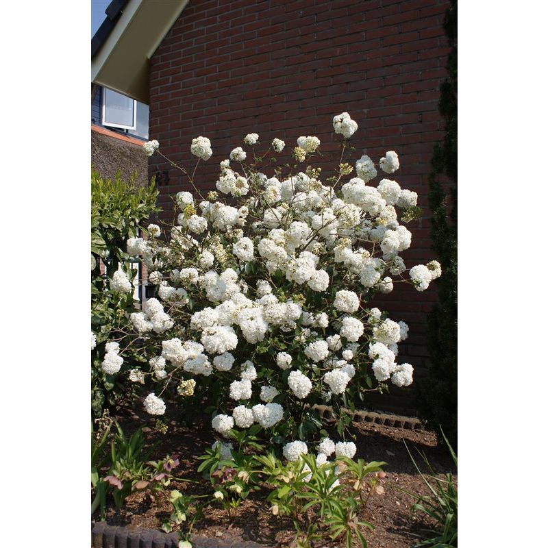 Viburnum carlcephalum