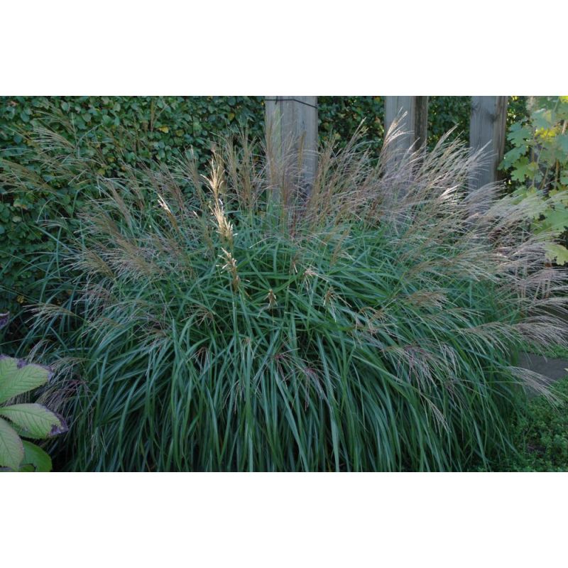 Miscanthus sinensis Kleine Silberspinne