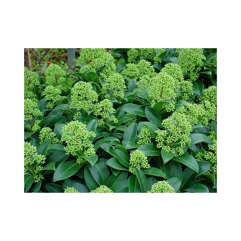 Skimmia Fragrant Cloud