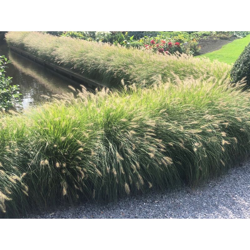 Pennisetum Hameln - biologisch