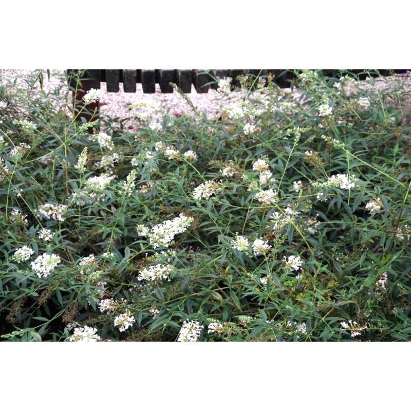 Buddleja Snow White