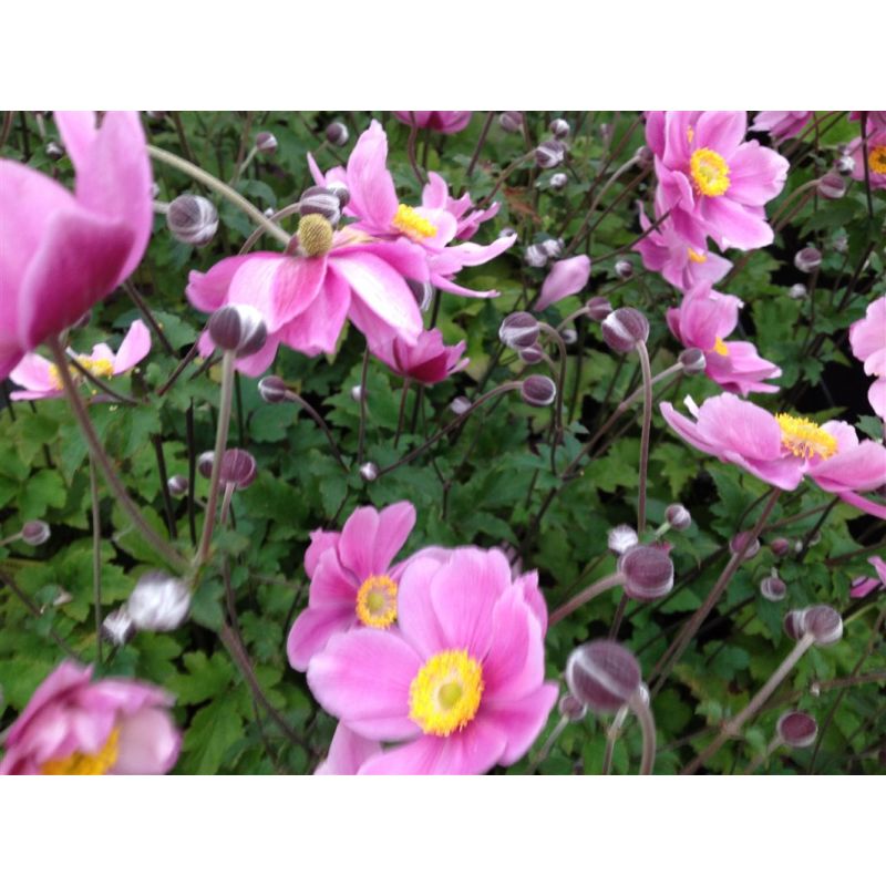 Anemone Hybride 'Serenade'