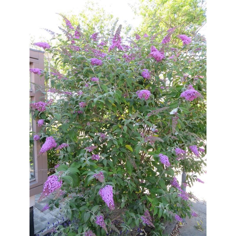 Buddleja davidii 'Pink Delight' 