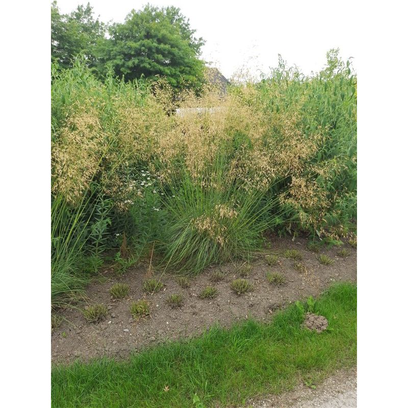 Stipa Gigantea