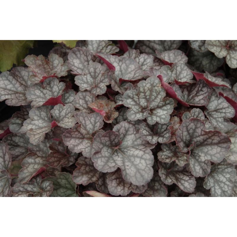 Heuchera Regina