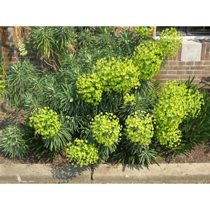 Euphorbia characias Wulfenii 