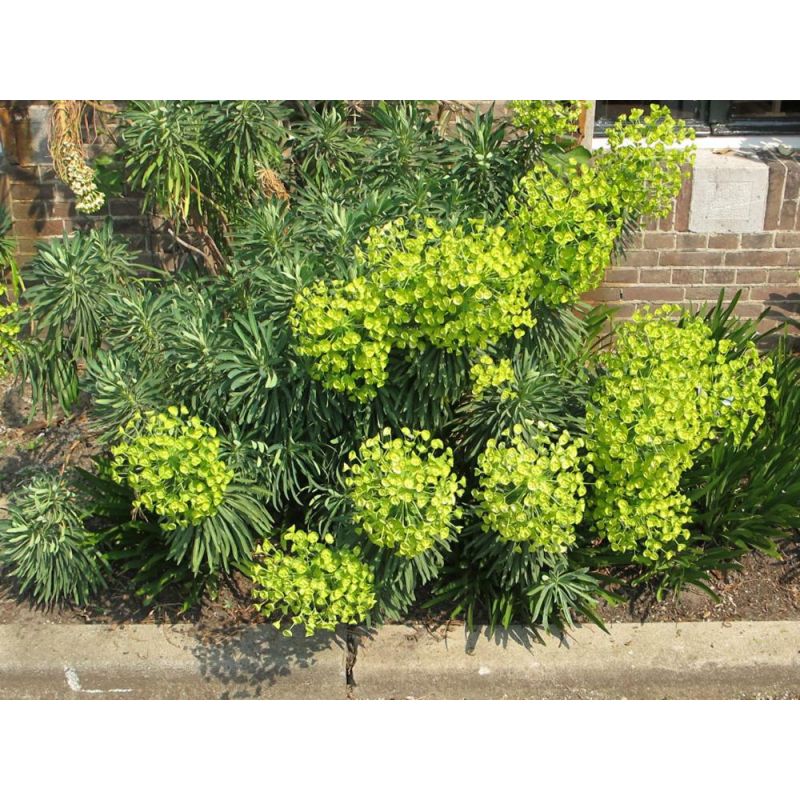 Euphorbia wulfenii 