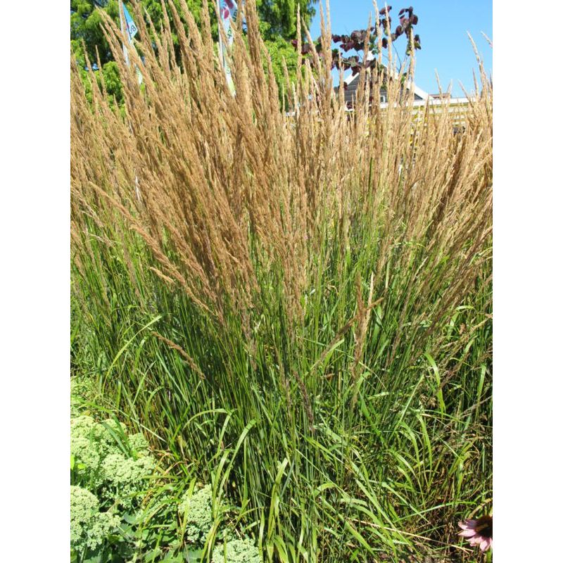 Calamagrostis Karl Foerster