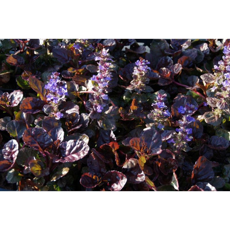 Ajuga reptans Black Scallop