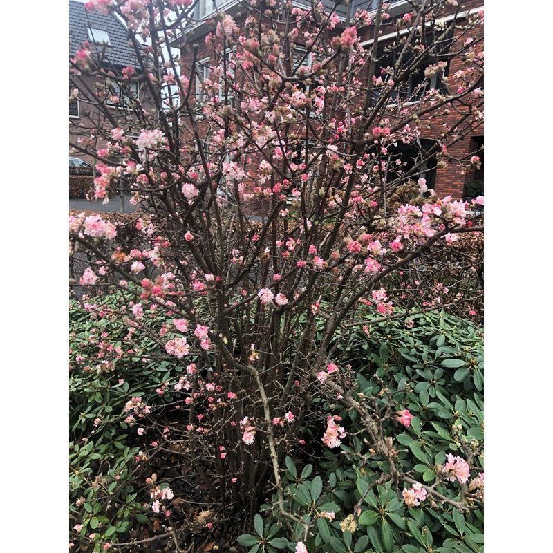 Viburnum Charles Lamont