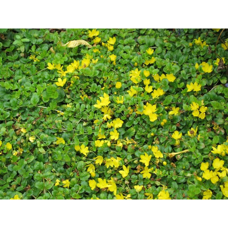 Lysimachia nummularia