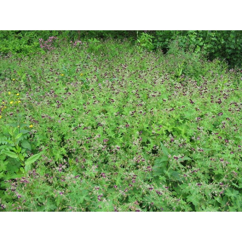 Geranium phaeum 