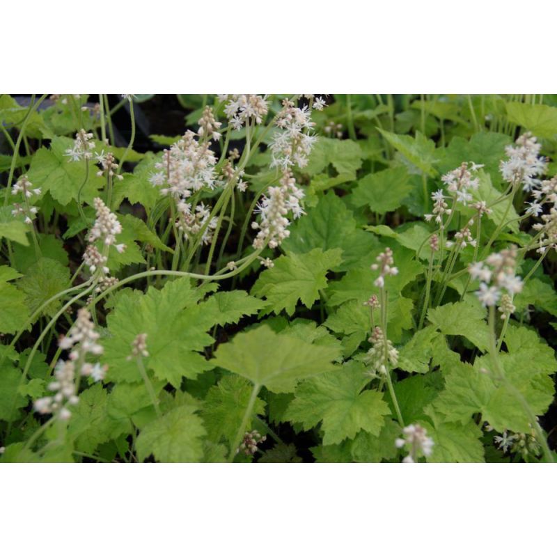 Tiarella cordifolia 