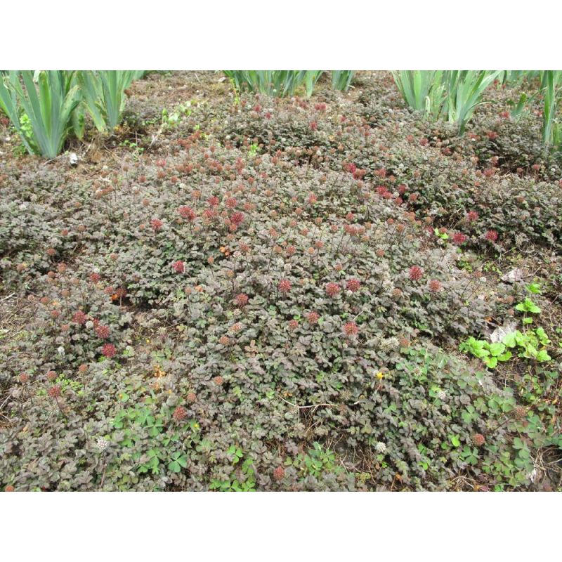 Acaena Kupferteppich