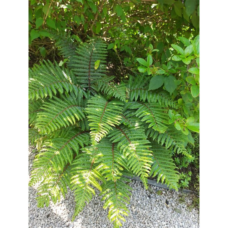 Dryopteris erythrosora 