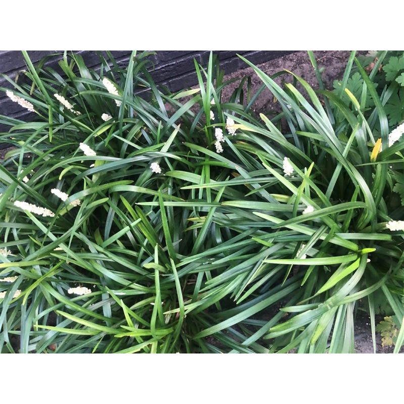 Liriope Monroe White