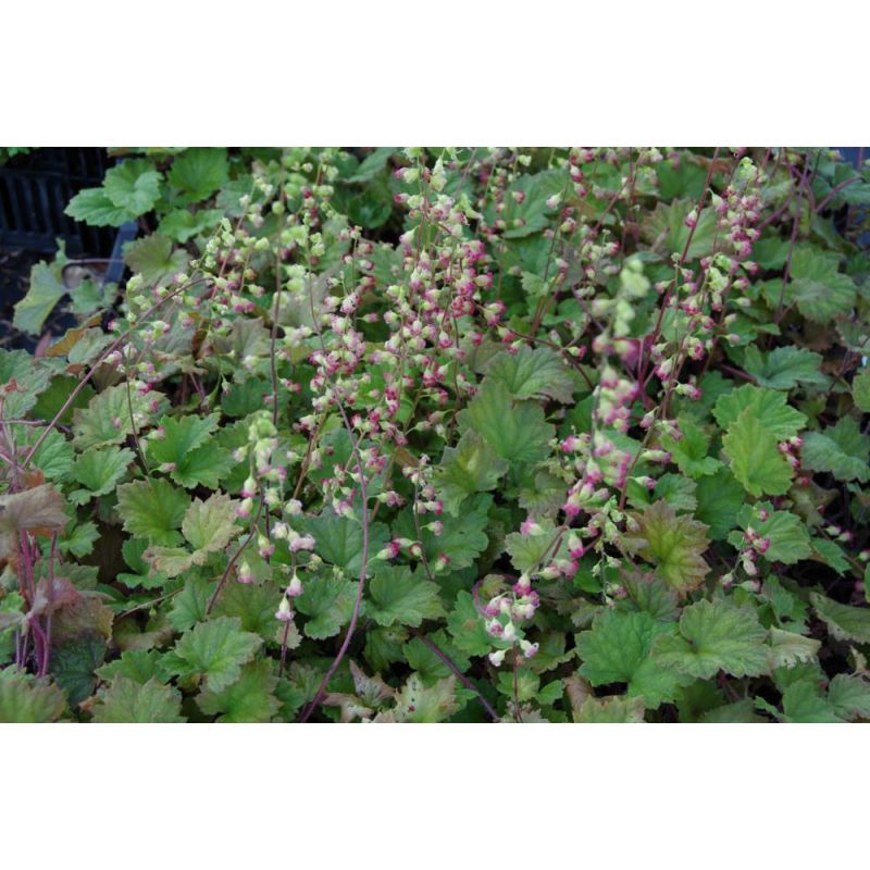 Tellima grandiflora 'Rubra' - 6 stuks