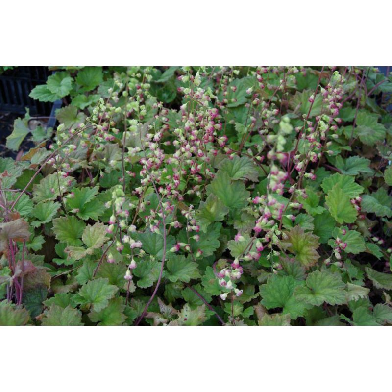 Tellima Rubra
