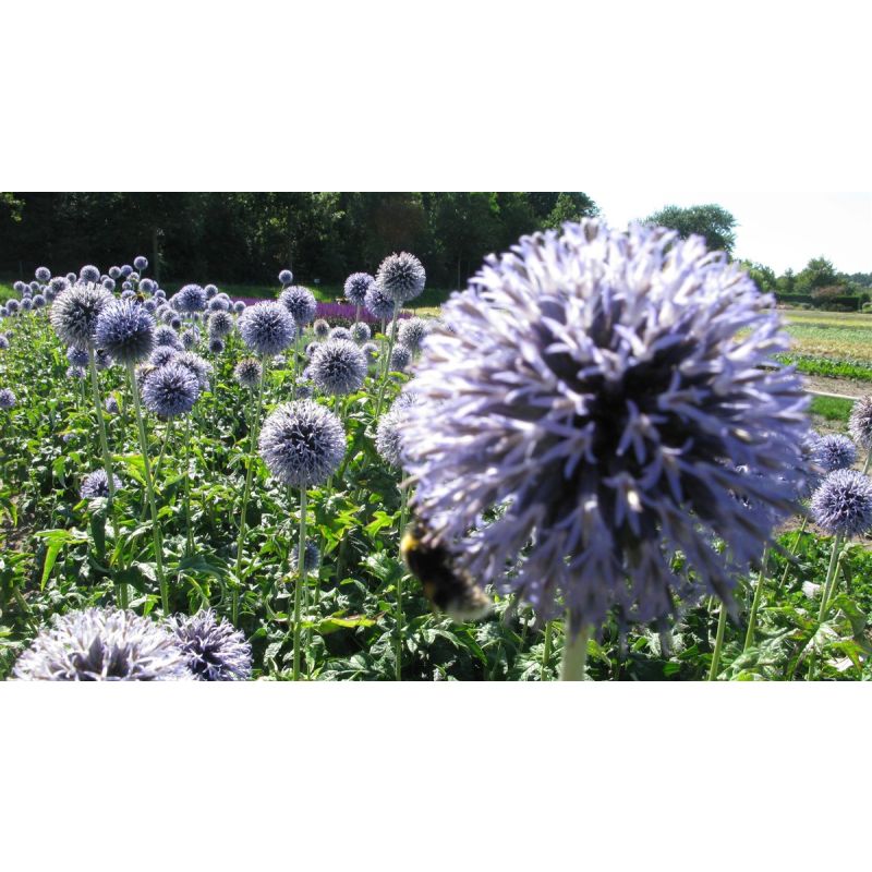 Echinops Taplow Blue