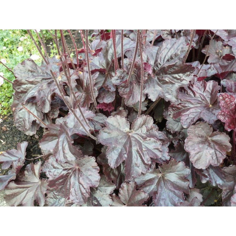 Heuchera Obsidian