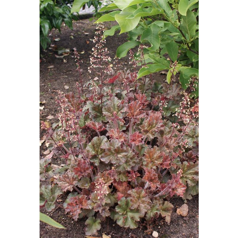 Heuchera Cappuccino