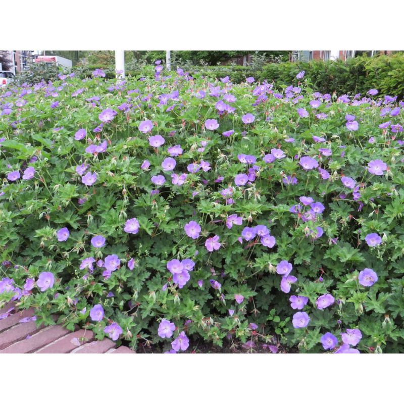 Geranium Rozanne - biologisch