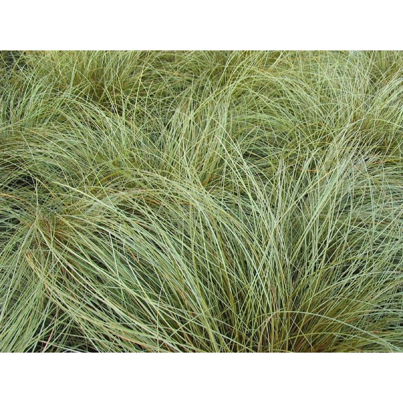 Carex Bronze Form