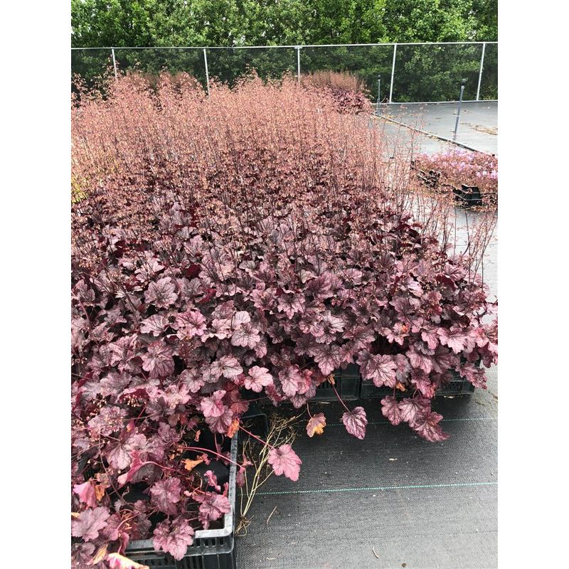 Heuchera Plum Pudding