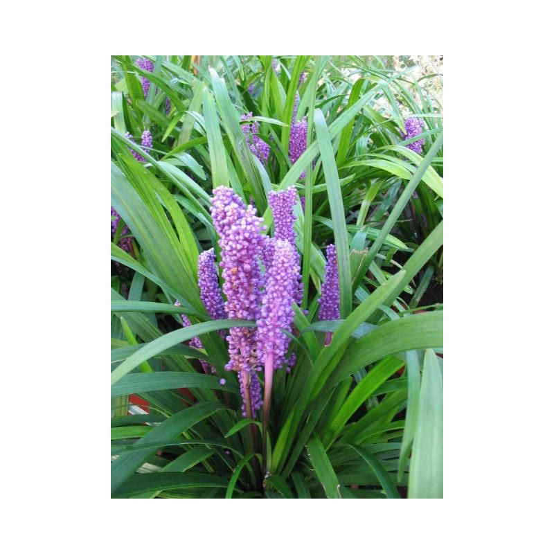 Liriope muscari Big Blue