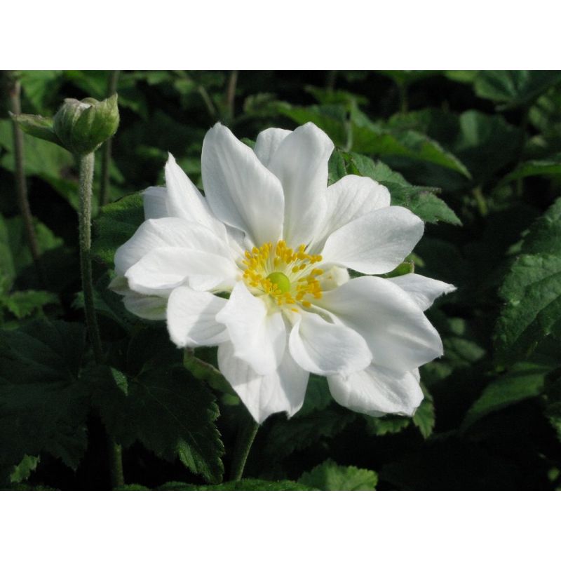 Anemone Hybride 'Whirlwind'