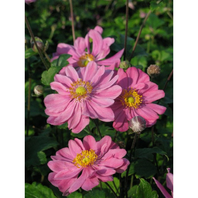 Anemone Hybride 'Pamina'