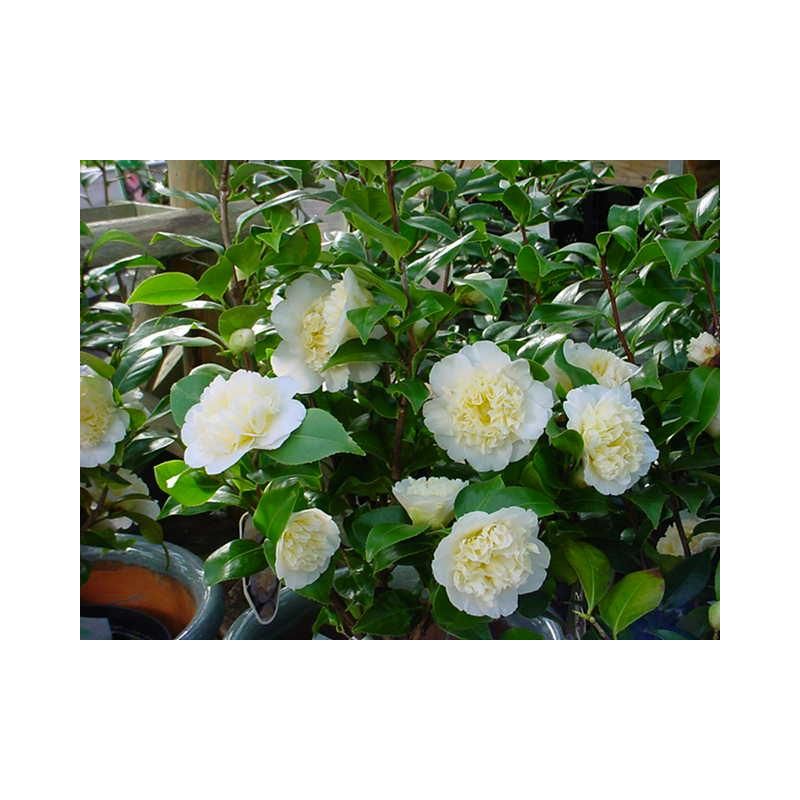 Camellia Japonica Wit
