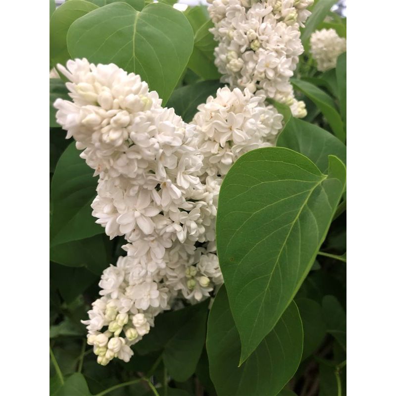 Syringa vulgaris 'Mme Lemoine' 