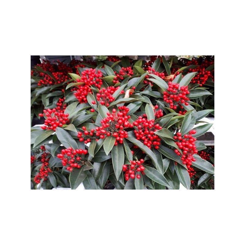 Skimmia Reevesiana