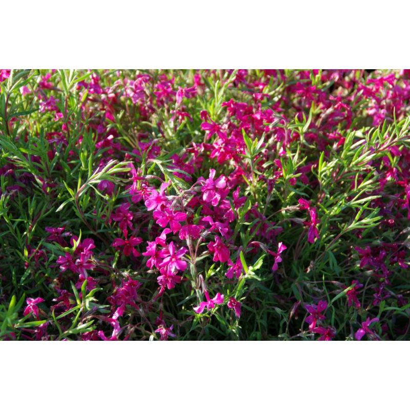 Phlox subulata Atropurpurea
