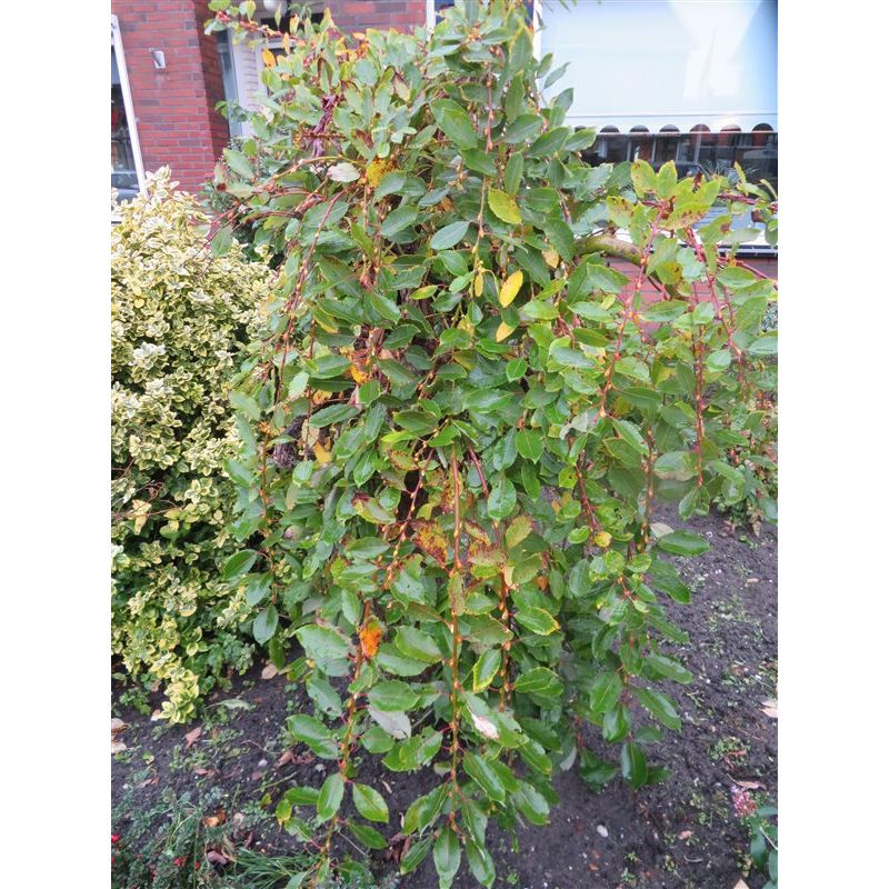 Salix Kilmarnock op stam