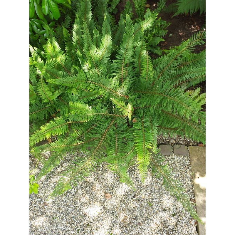 Athyrium filix-femina