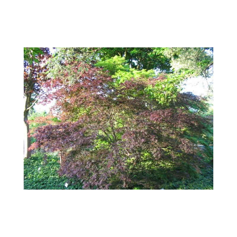 Acer palmatum Trompenburg