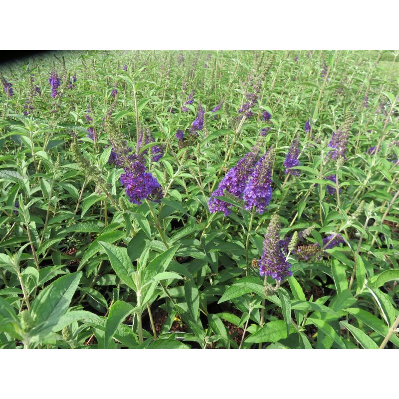 Buddleja davidii 'Empire Blue'