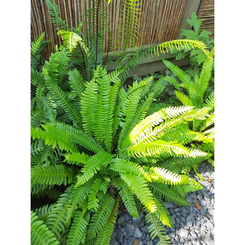 Blechnum Spicant