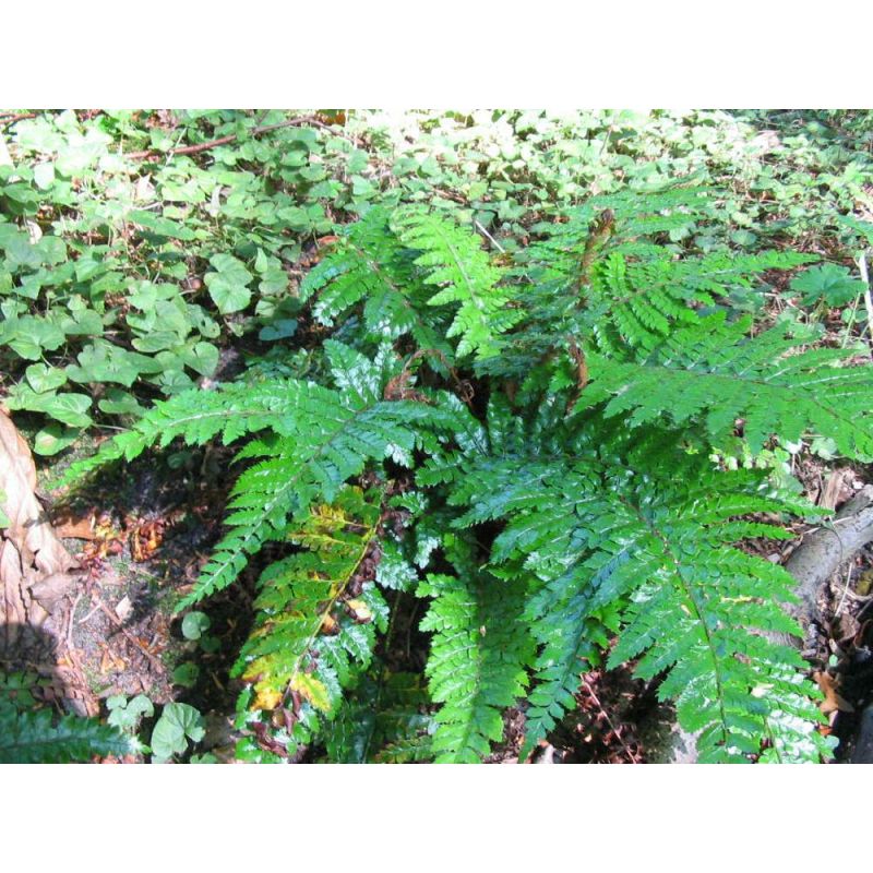 Polystichum polyblepharum 