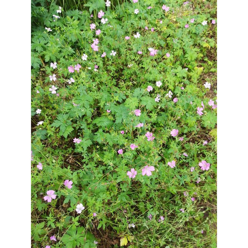 Geranium endressii 'Wargrave Pink'