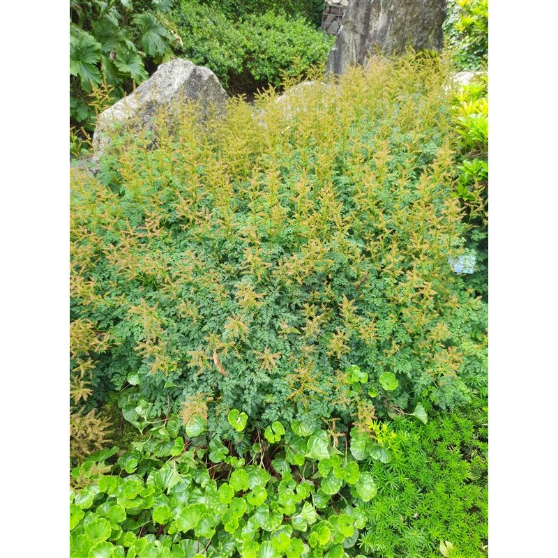 Aruncus aethusifolius