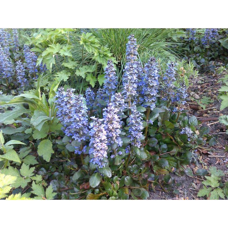 Ajuga reptans Catlin's Giant