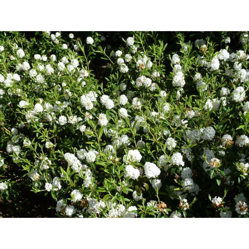 Rhododendron 'Arctic Tern'