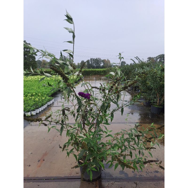 Buddleja Black Knight