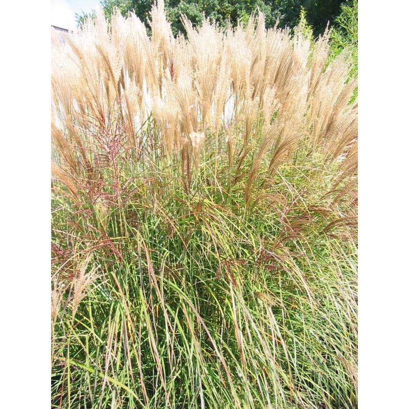 Miscanthus sinensis 'Silberspinne'