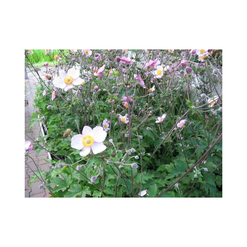 Anemone Hybride 'Hadspen Abundance' - 6 stuks